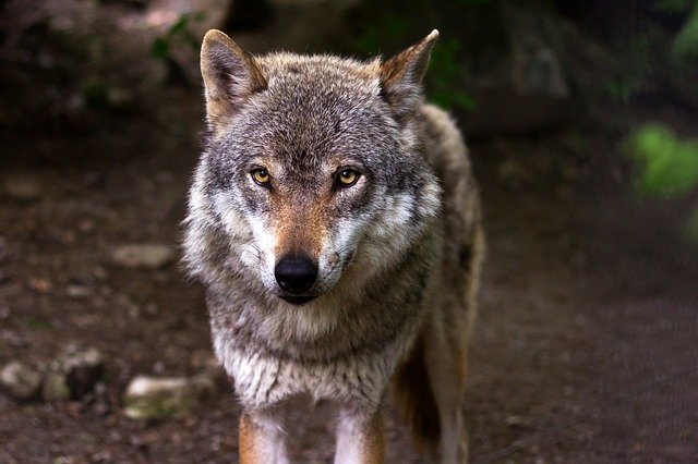 vlk v lese