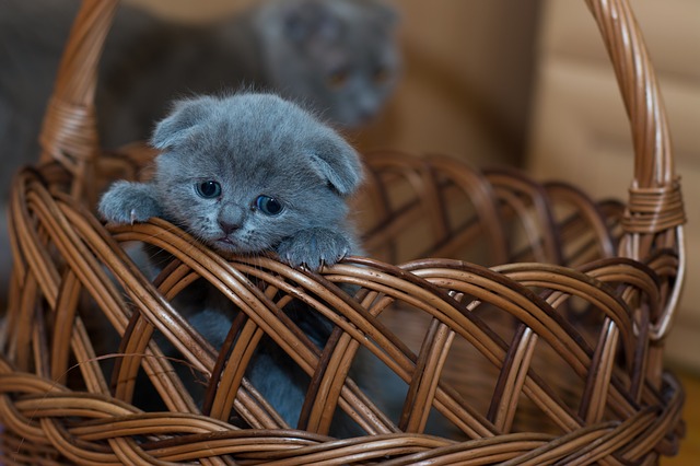 koťátko v košíku